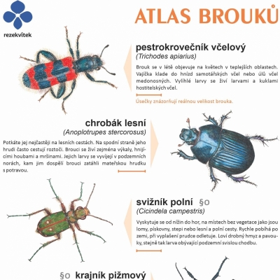 Atlas brouků