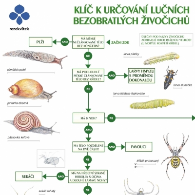 Klíč k určování lučních bezobratlých