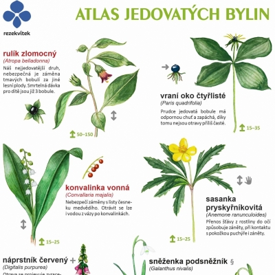 Atlas jedovatých bylin